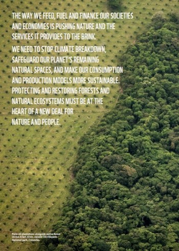 The critical role of policies for deforestation and conversion-free ...