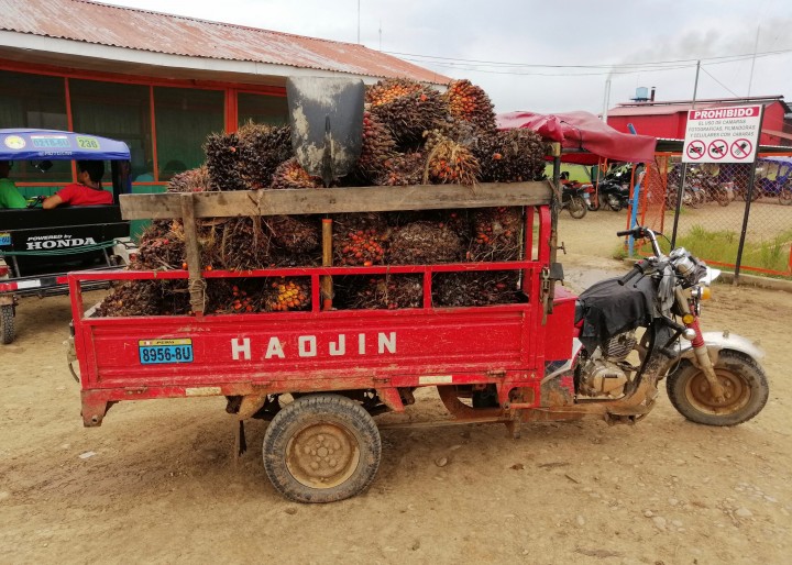 Implementing zero-deforestation business models in cocoa and palm oil in the Peruvian Amazon