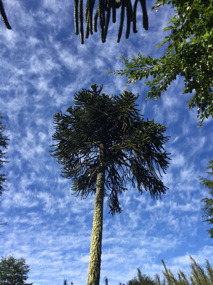 Design and development of Chile&#039;s National Forest and Environmental Fund