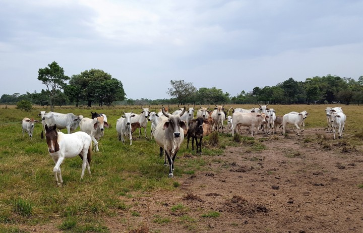 Assessing Public and Private Financing of the Low Carbon Development in the Orinoquía Region