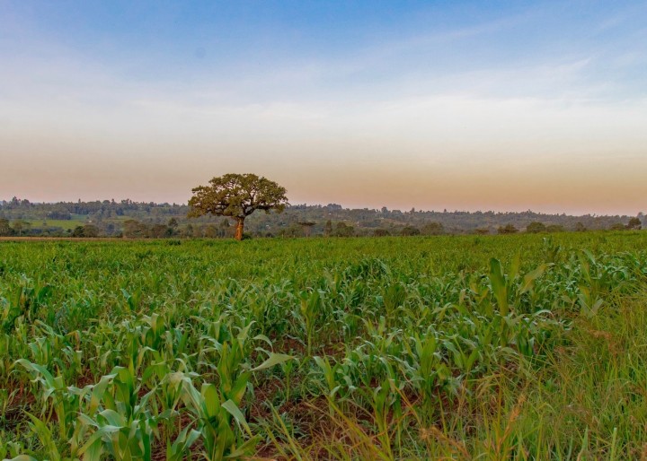 Enhancing Attractiveness of Climate-Smart Agriculture (CSA) Investments in Kenya