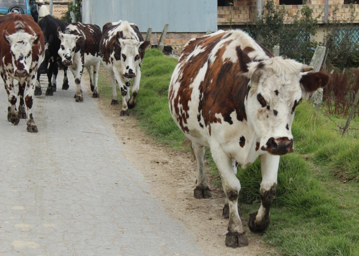 Identifying drivers for soy and cattle producers to become more sustainable