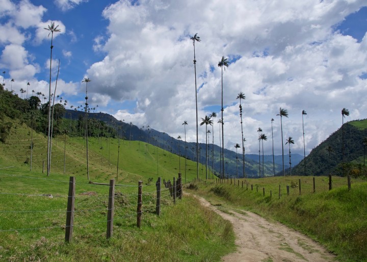 Barriers and opportunities in implementing zero-deforestation commitments in Colombia  